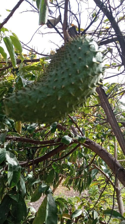 Casa Mamei Valle Gran Rey Eksteriør bilde